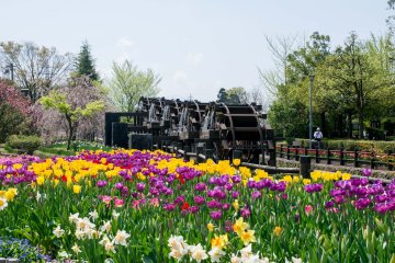 <p>Water wheels surrounded by tulips</p>