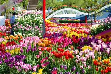 <p>Many different colors of the tulip flower</p>