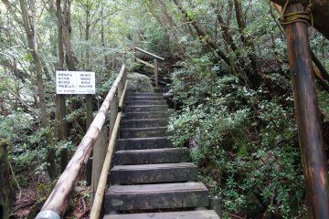 <p>Les premi&egrave;res marches de la for&ecirc;t de Shiratani Unsuikyo</p>
