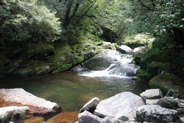 <p>Une nature sauvage dans la for&ecirc;t de Shiratani Unsuikyo</p>