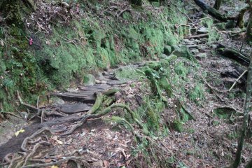 <p>La for&ecirc;t de Shiratani Unsuikyo ou la for&ecirc;t de Princesse Mononoke</p>