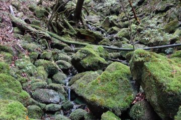 <p>La for&ecirc;t de Shiratani Unsuikyo ou la for&ecirc;t de Princesse Mononoke</p>
