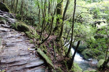 <p>La for&ecirc;t de Shiratani Unsuikyo ou la for&ecirc;t de Princesse Mononoke</p>