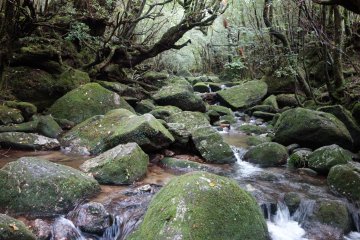 <p>La for&ecirc;t de Shiratani Unsuikyo ou la for&ecirc;t de Princesse Mononoke</p>