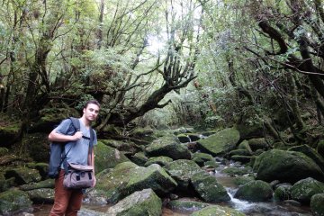 <p>La for&ecirc;t de Shiratani Unsuikyo ou la for&ecirc;t de Princesse Mononoke</p>