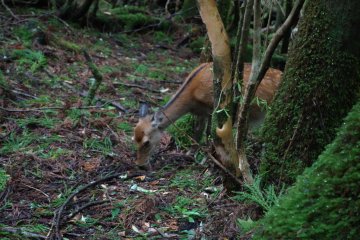 <p>Un Shika (daim japonais) dans la for&ecirc;t de&nbsp;Shiratani Unsuikyo</p>