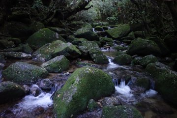 <p>Le chemin du retour en fin de journ&eacute;e</p>