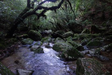 <p>Le chemin du retour en fin de journ&eacute;e</p>