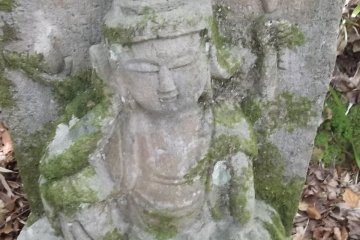 <p>Yang satu ini tidak terganggu dengan lumut yang merayap di atasnya</p>