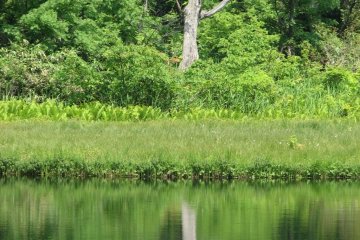 Kagami Numa Wetland Marsh