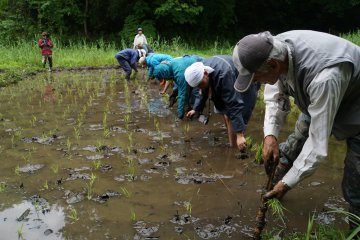 <p>These rice fields are maintained by&nbsp;Yato Satoyama Planning, a non-profit organization of mostly retired members of the community</p>