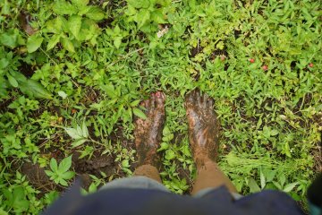 <p>Rice planting is muddy business!</p>