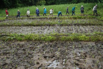 <p>We planted 300 square meters of rice today!</p>