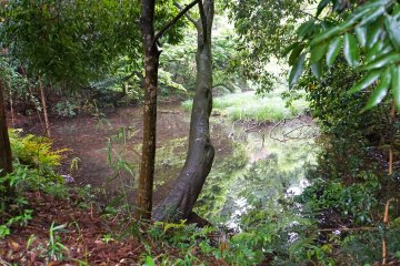 <p>The sacred spring that feeds into the rice paddies about 50 yards away</p>