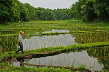 <p>Mr. Hiroshi&nbsp;Kaneoya of "Watashi-no-inaka" Yato Workshop tends to the rice fields</p>