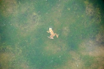 <p>This baby&nbsp;froggy allowed me to take his photo!</p>