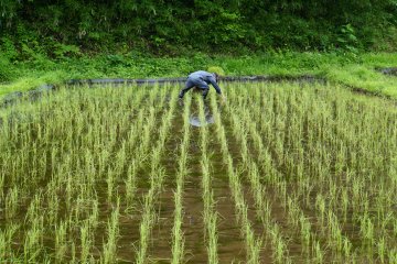 <p>Rice transplanting in an abundant field of seedlings</p>