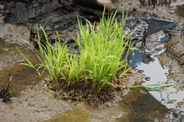 <p>The seedlings. To plant, pull four stalks and place into the mud. At harvest time, one stalk can produce 100 grains of rice!</p>