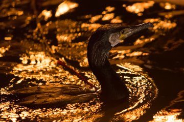 <p>A cormorant makes the rounds looking for fish</p>