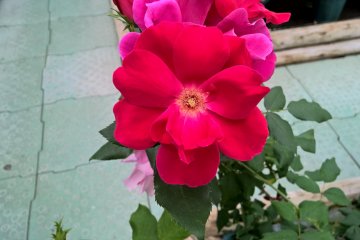A red rose