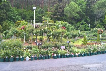 The first view of the garden