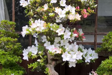 A bonzai in bloom