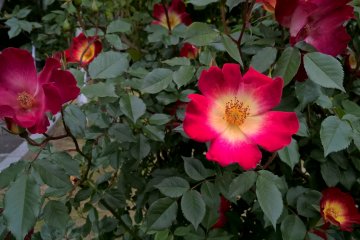 A cocktail rose