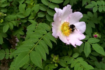 Bees are an important part of the process