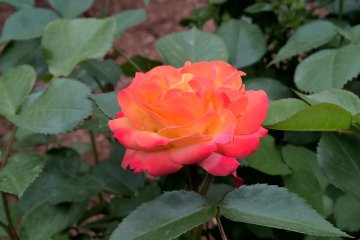 An orange rose