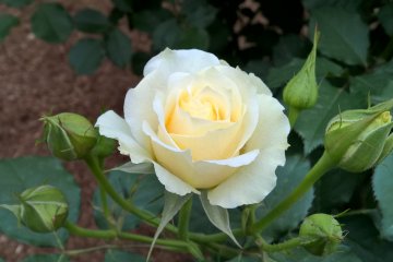 A beige rose