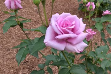 A pink rose