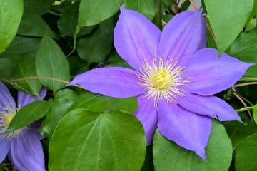 A clematis