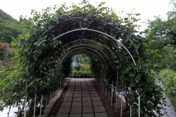 The longest rose arch