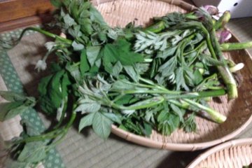 <p>Freshly picked mountain vegetables.</p>