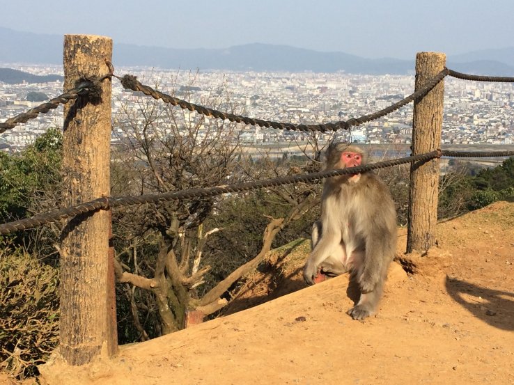 Disfruta no solo de los monos, pero también de la vista espectacular en Monkey Park Iwatayama.