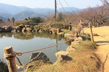 Disfruta de un original estaque de peces koi en la cima de la montaña Iwatayama.