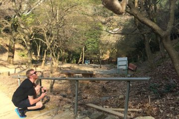 Regla # 1: No mires fijamente a los ojos a los monos. Los monos en Monkey Park Iwatayama son amistosos pero siguen siendo animales salvajes.