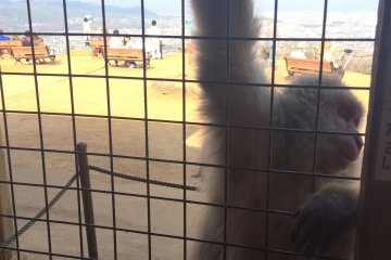 La vista desde adentro. Alimenta a los monos!