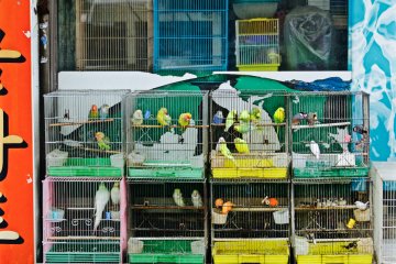 <p>One on Busan's multitude of pet stores</p>