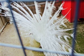 <p>Visit the petting zoo on top of the Lotte Department store</p>