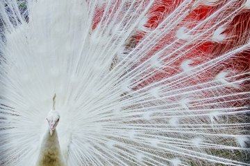 <p>Rooftop plumage performance&nbsp;</p>