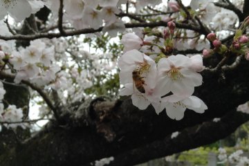 <p>Beautiful cherry blossoms in the seventh temple</p>
