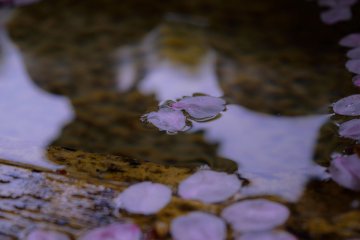 <p>Cherry blossoms are falling&nbsp;like snow</p>