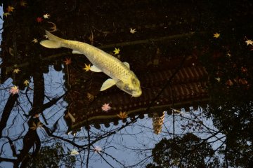 <p>A golden carp swimming in the shadow of the tower</p>