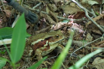 Travel companion on the forest trail