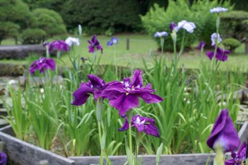 Irises at Shohinken