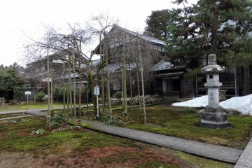<p>"The cherry tree of Emperor Keitai " stands in the middle of the temple grounds</p>