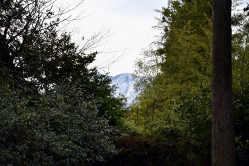 <p>The close-up look at the Mount Hino seen from the garden. Before the spring public viewing, the trees will be cut and manicured to allow the clearer mountain view.</p>