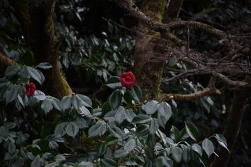 <p>Camelia in the garden</p>