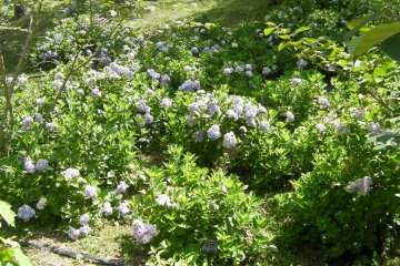 hydrangea
